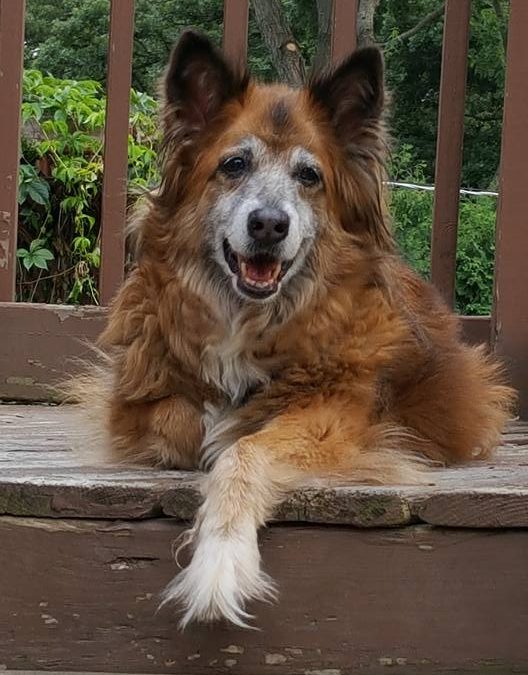 Foxy: The Four-Legged Teacher